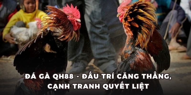 Đá Gà QH88 - Đấu Trí Căng Thẳng, Cạnh Tranh Quyết Liệt