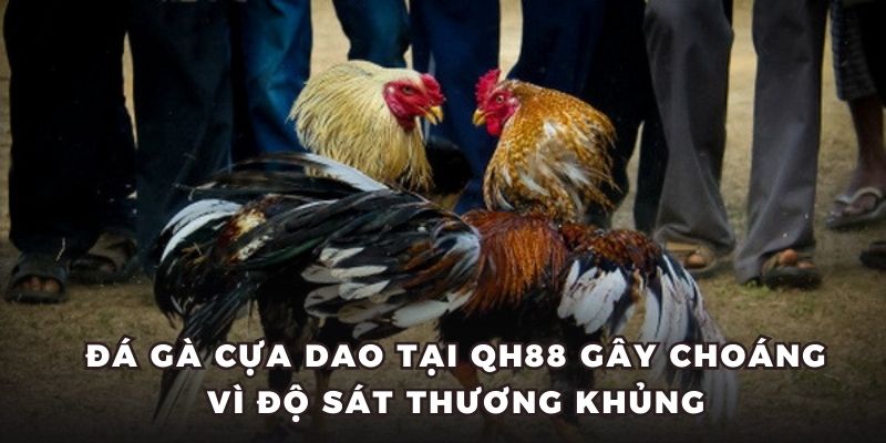 Đá gà cựa dao tại QH88 gây choáng vì độ sát thương khủng